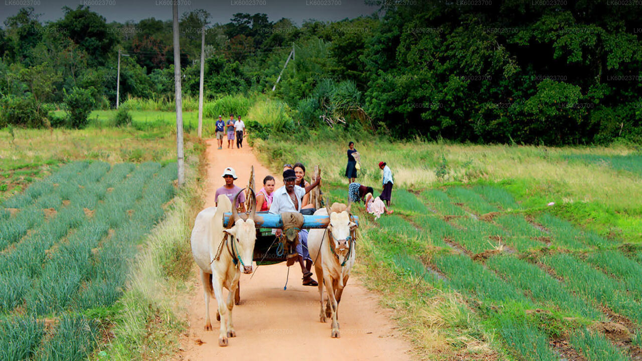 Village Life Tour Kandy