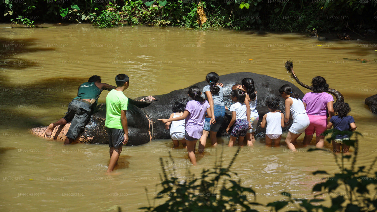Kandy City Tour ja Millennium Elephant Foundation külastus Colombo