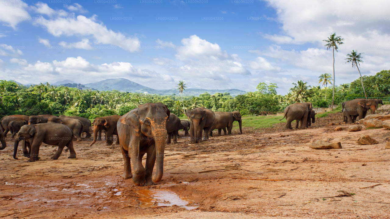 Pinnawala Elephant Orphanage and Village Tour from Colombo