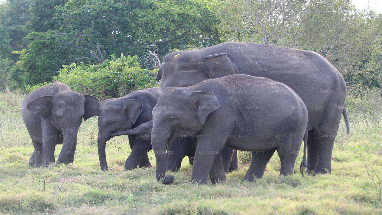 Sigiriya Rock ja Wild Elephant Safari Dambulla