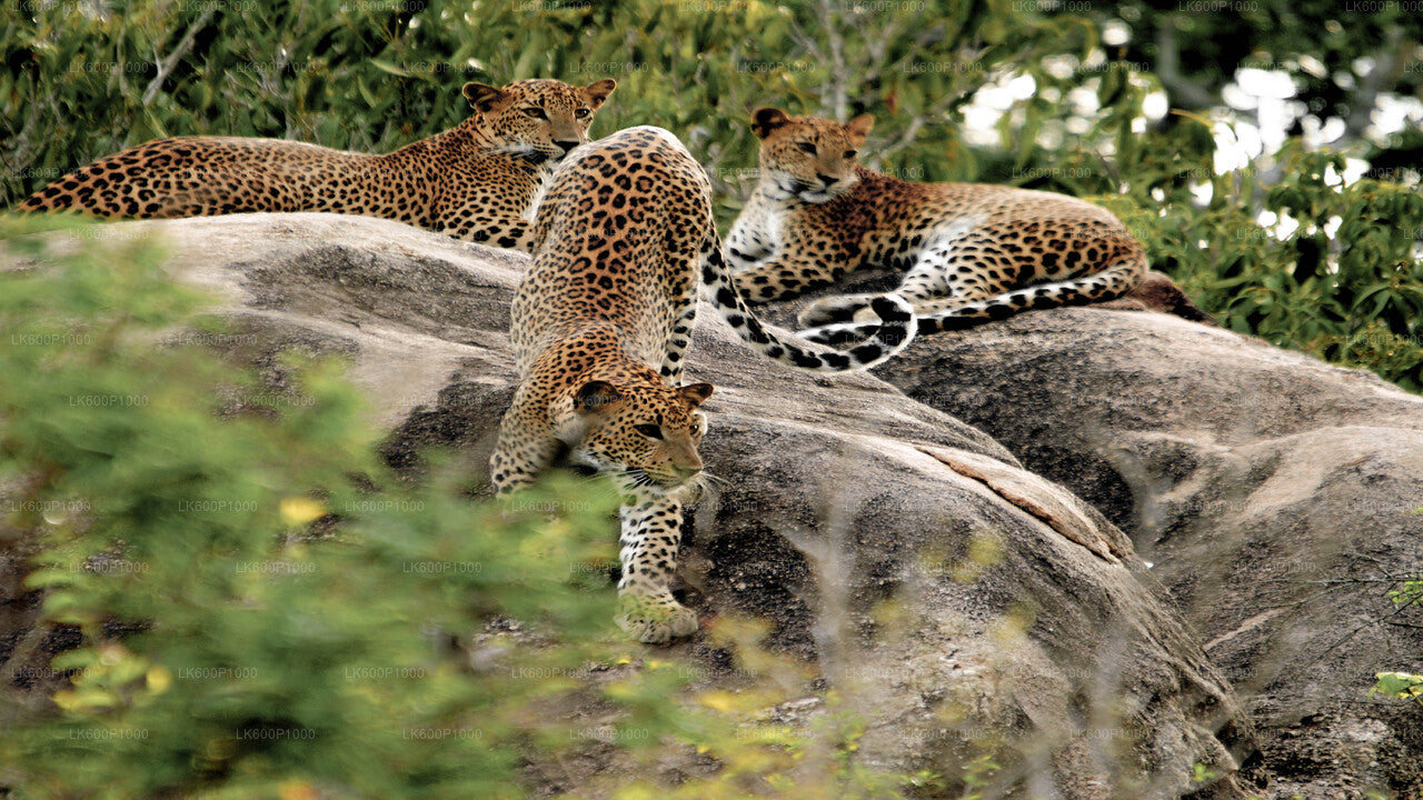 Yala rahvuspark Safari Galle'ist