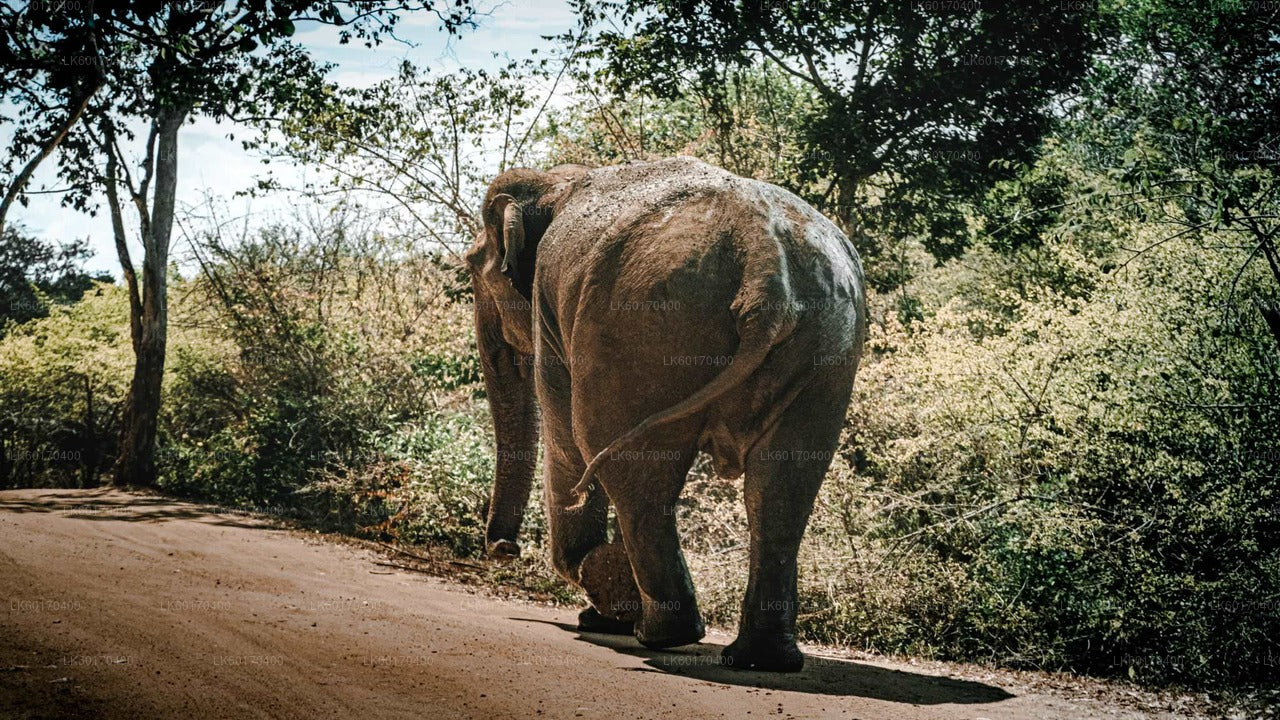 Sigiriya Rock ja Wild Elephant Safari Kandy