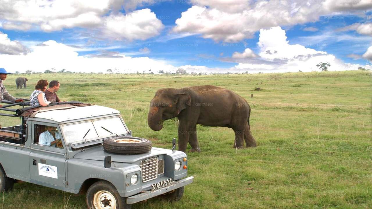 Sigiriya Rock ja Wild Elephant Safari Kandy