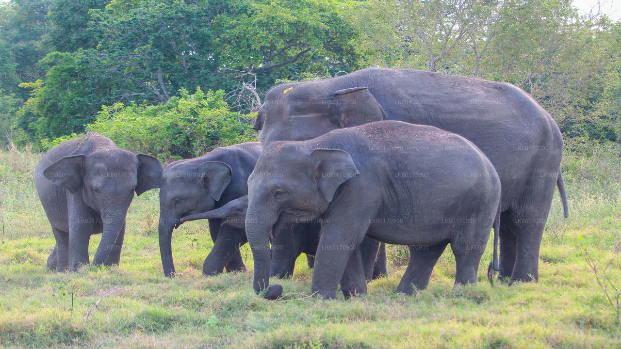 Elephant Explorer Tour from Kandy