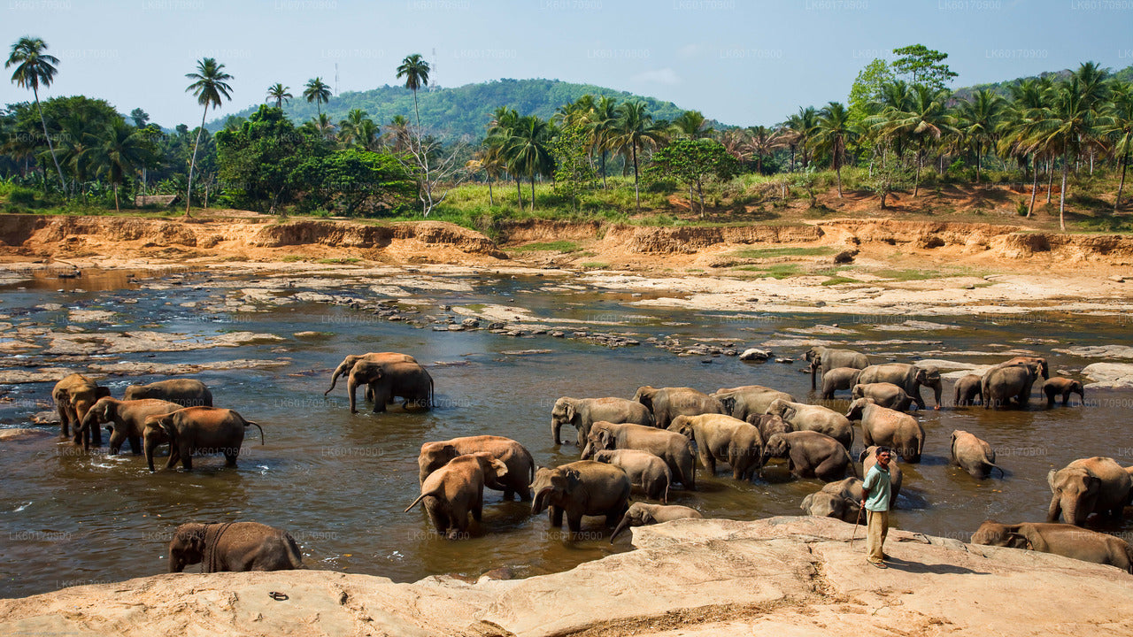 Elephant Explorer Tour from Kandy