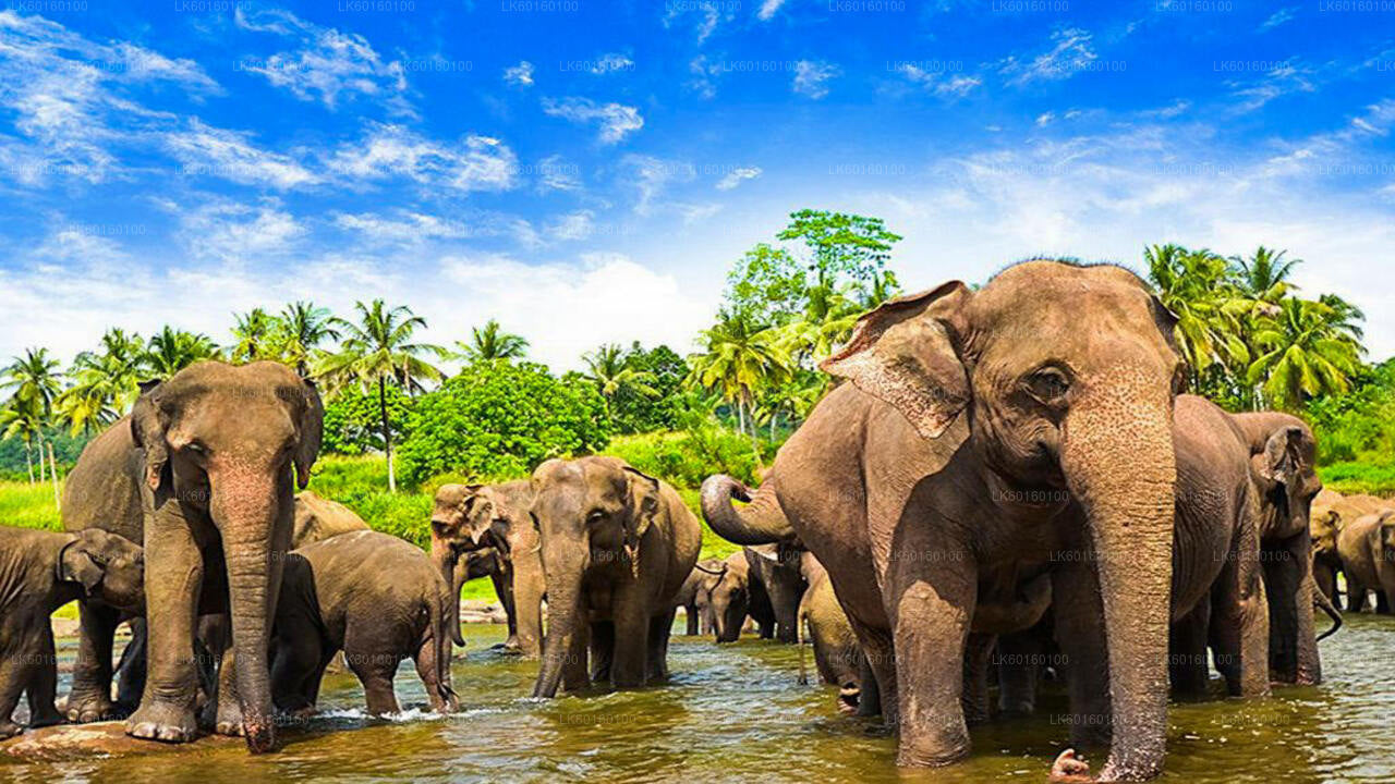 Pinnawala ja Kandy Tour Colombo