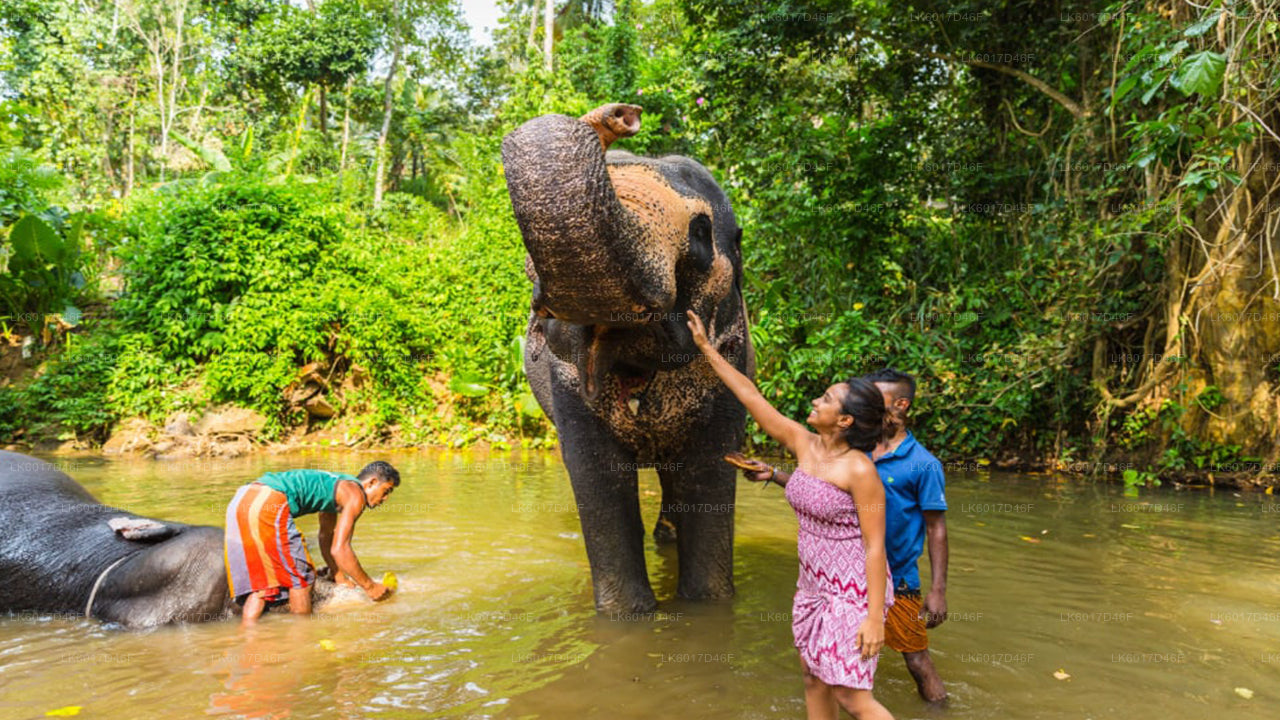 Millennium Elephant Foundation Colombo