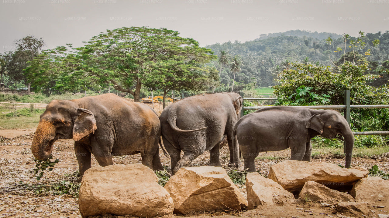 Pinnawala Elephant Orphanage from Negombo