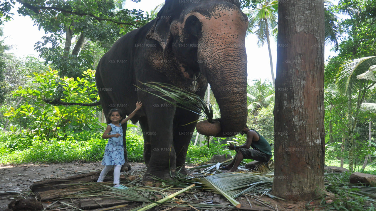 Millennium Elephant Foundation alates Negombo