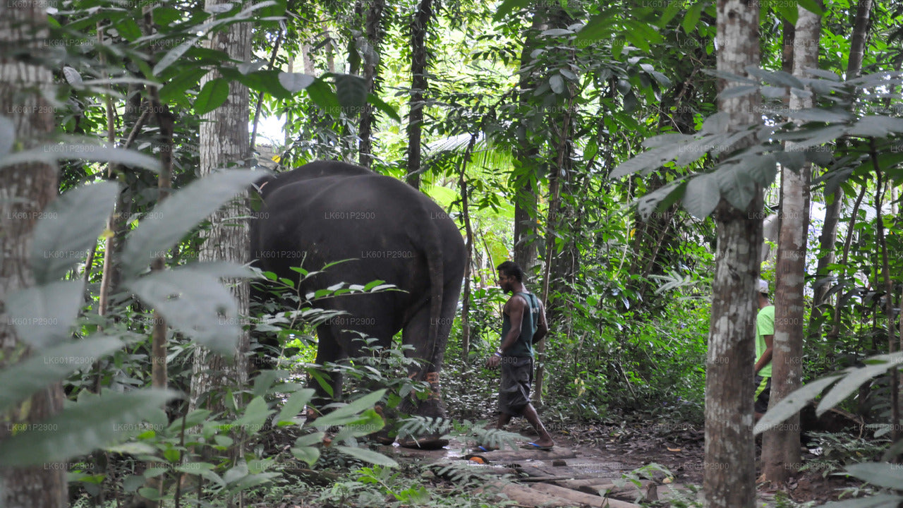 Millennium Elephant Foundation alates Negombo