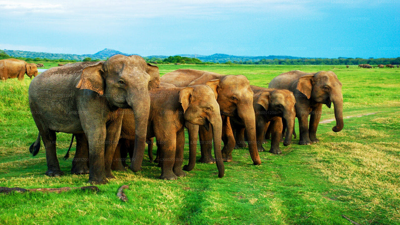Sigiriya Rock ja Wild Elephant Safari Sigiriya