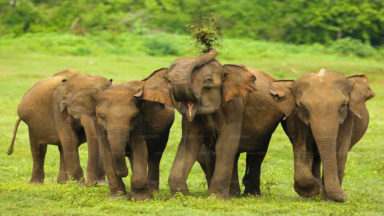 Udawalawe rahvuspark Safari alates Dikwella