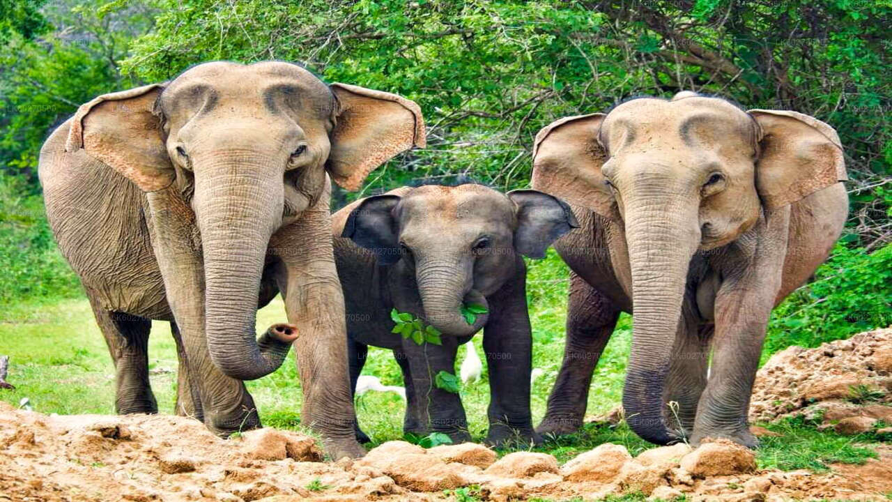 Yala National Park Safari from Dikwella