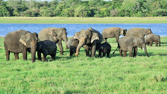 Udawalawe rahvuspargi safari Hambantotast