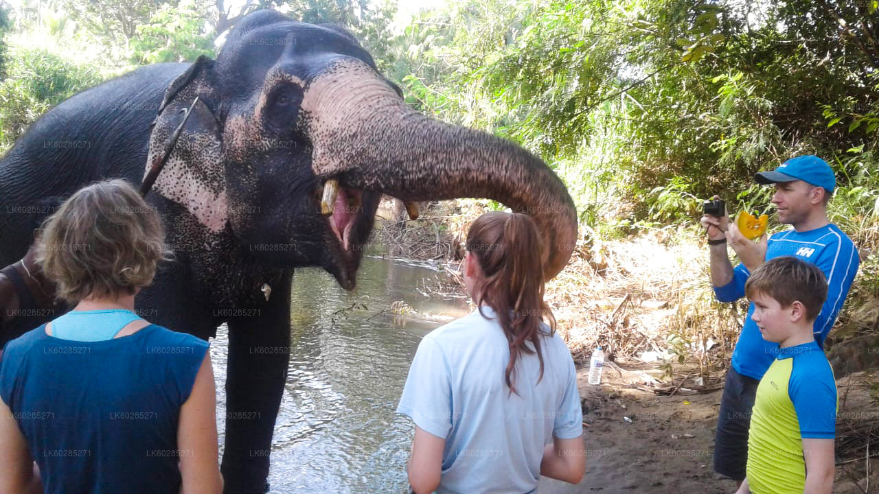 Elephant Tagasi Safari alates Habarana