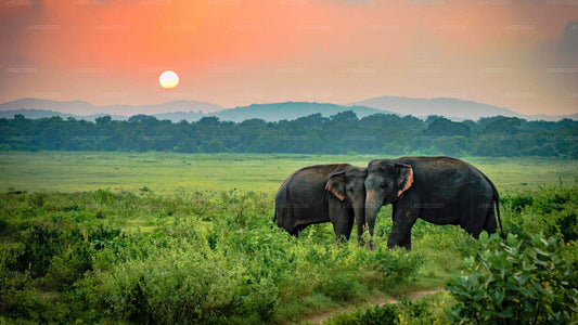 Udawalawe rahvuspark Safari Weligamast