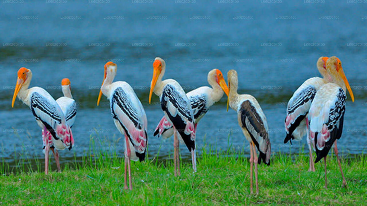 Bundala National Park Safari from Weligama