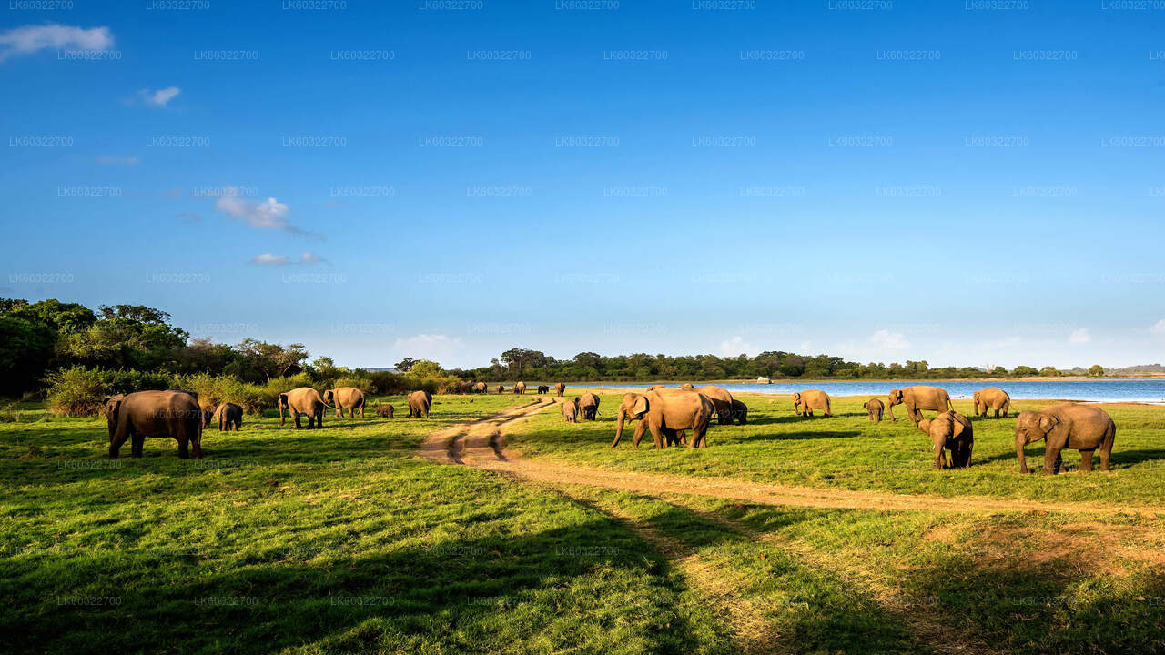 Minneriya rahvuspark Private Safari alates Habarana