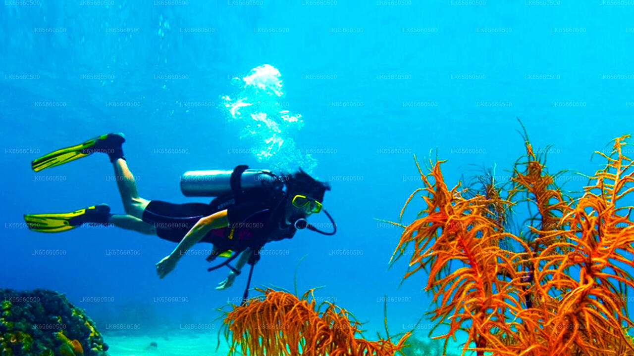 Adventure Dive pakett Mount Lavinia