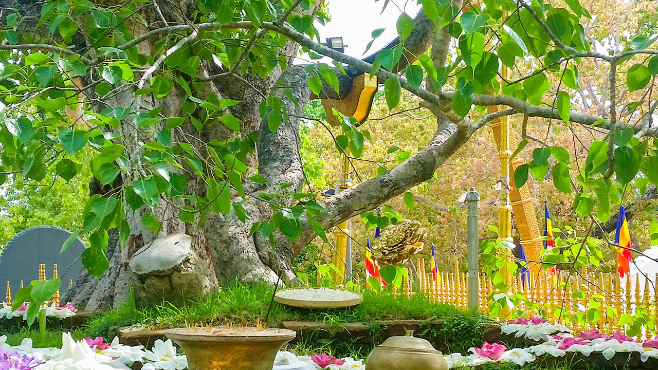 Anuradhapura Sacred Area sissesõidupilet