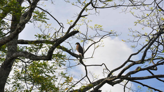 Linnuvaatlus Anawilundawa Sanctuary alates Kalpitiya