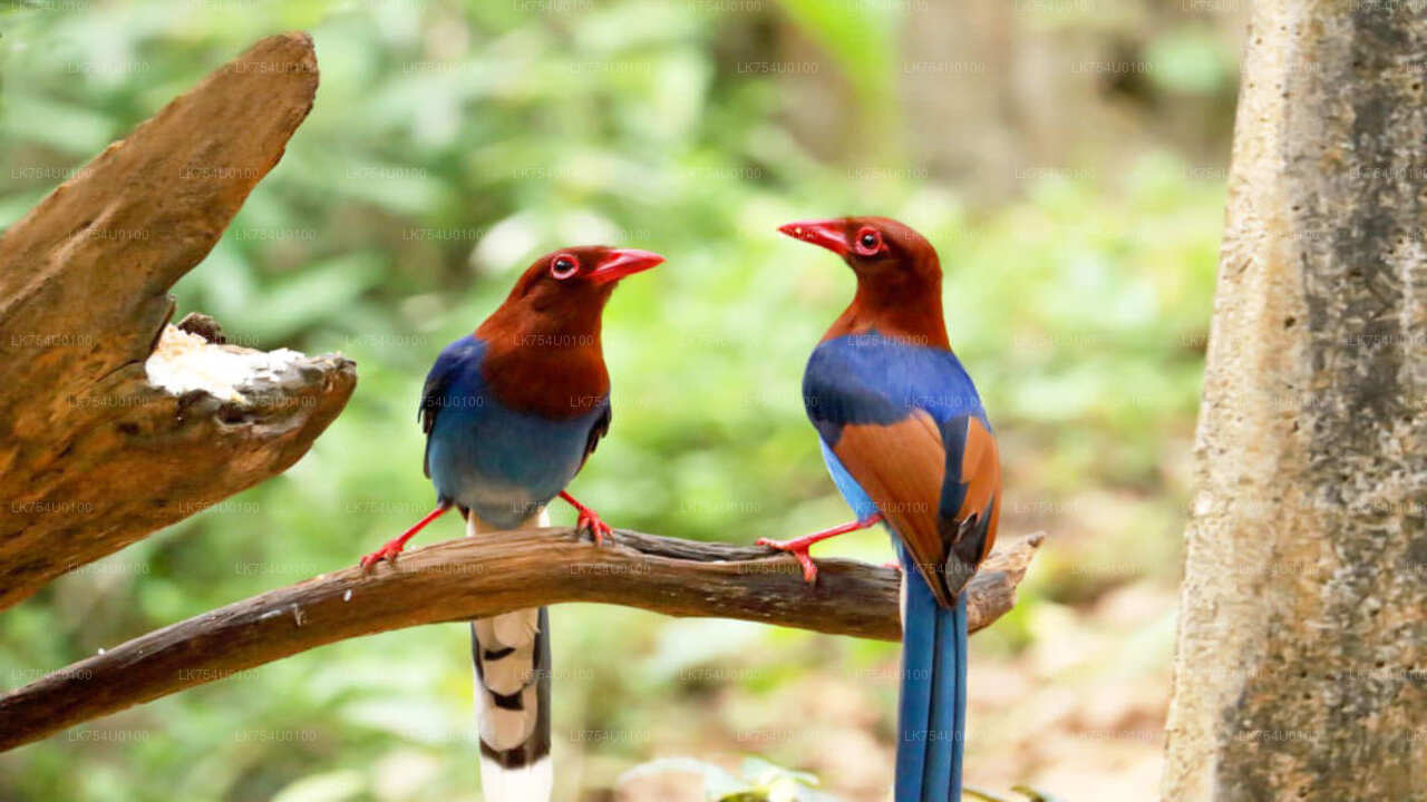 Sinharaja vihmametsade linnuvaatlus