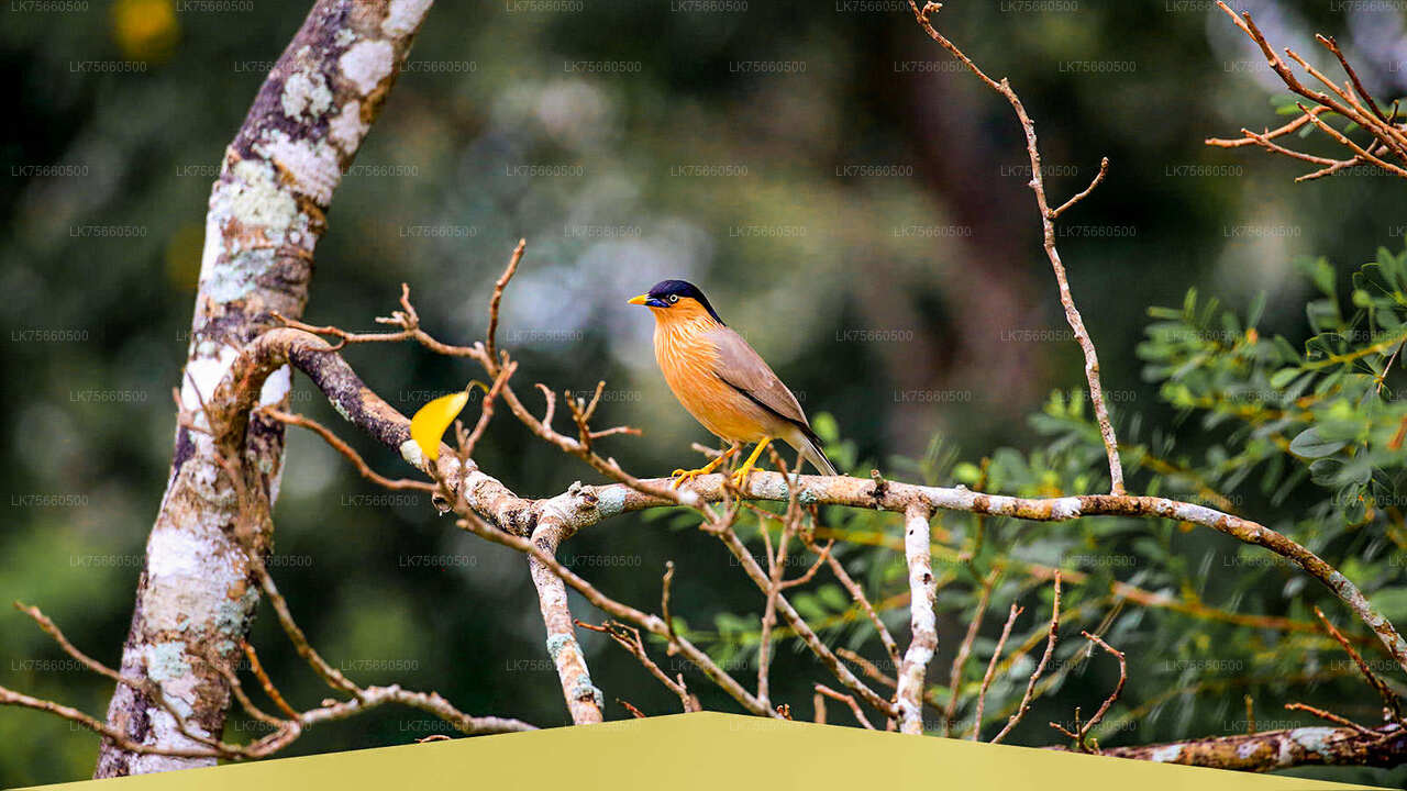 Lavinia mäe Udawalawe rahvuspargi linnuvaatlus Safari