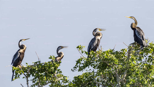 Bundala rahvuspark Safari Hambantota meresadamast