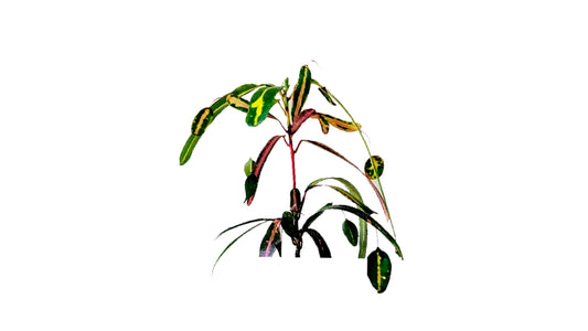 Lakpura Victoria kuldne kelluke Croton (50 Lehed)